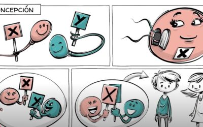 DIFERENCIAS ENTRE SEXOS